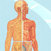 What will happen to our bodies in 2015?