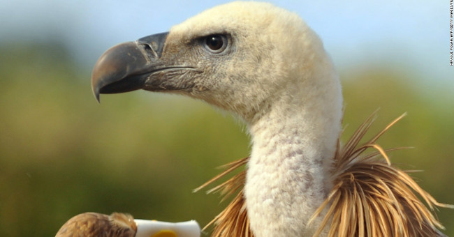 What will the environment be like if all vultures are extinct