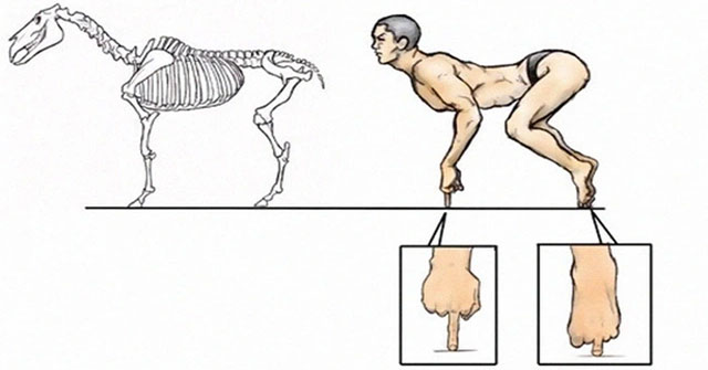 What would happen if the human body has a structure similar to animals?