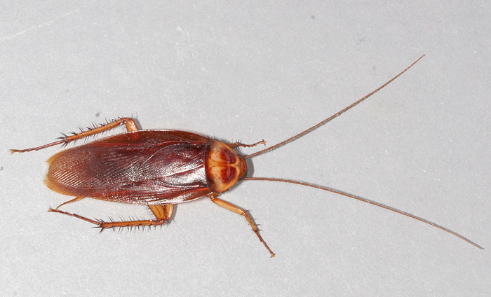 What would life be without ... cockroaches?
