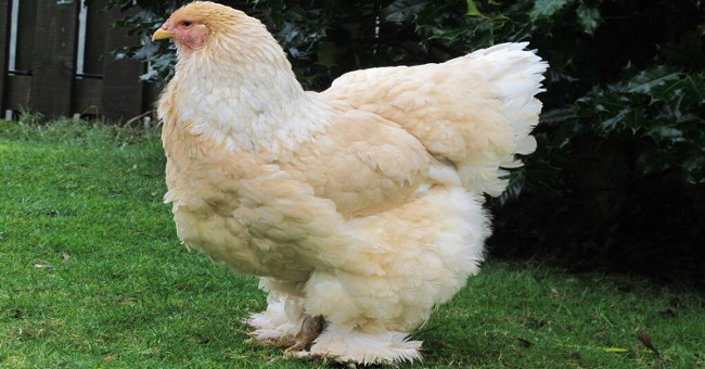 What's so special about a giant chicken weighing 20kg?