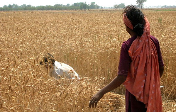 Wheat is aging prematurely because of climate change