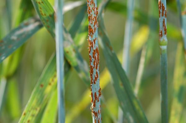Wheat pests spread faster than we thought