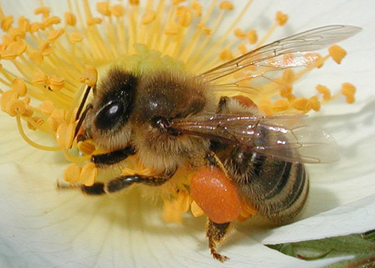 When a bee loses sleep