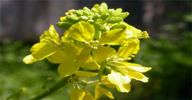 When attacked by pests and diseases, plants prioritize protecting flowers and not leaves