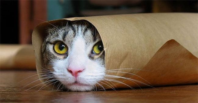When did cats begin to invade the world?