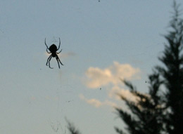 When does the spider fly?