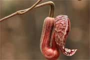 When herbal medicine turns into poison