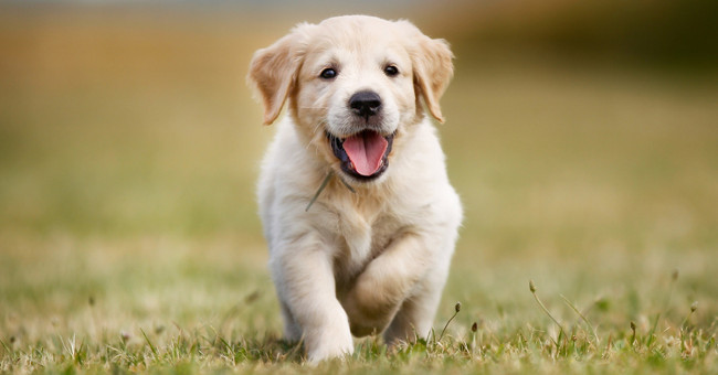 When is the most cute puppy?