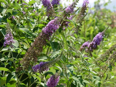 When lilac flowers bloom