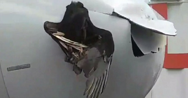 When the real bird throws down, the iron bird
