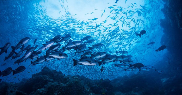 When there is a storm, what happens to marine creatures?