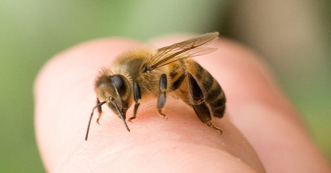 Where are the bees stung the most?  The answer will make you extremely surprised