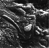 Where can extraterrestrials reside?