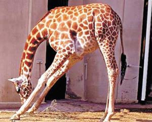 Where do giraffe feathers smell bad?