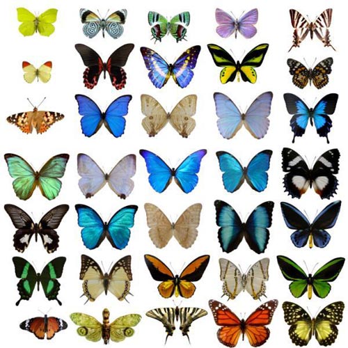 Where does the biological model in nature come from?