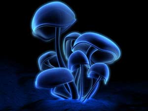 Where does the mushroom glow?