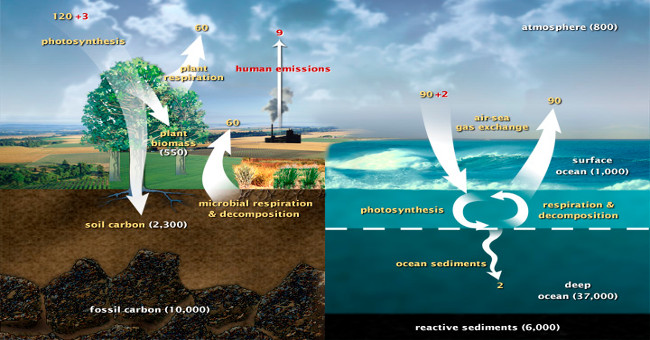 Where is carbon stored on Earth?