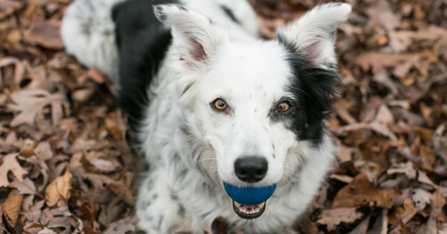 Where is the smartest dog in the world?  Call Border Collie!