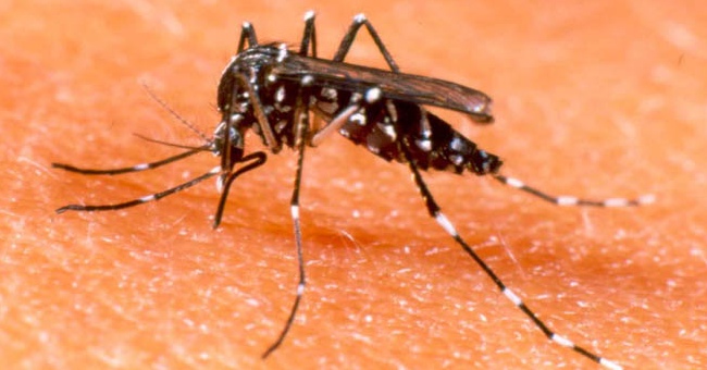 Where should the Zika virus be tested in Vietnam?