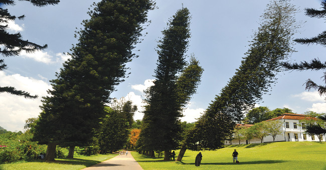Where the pine species grows is always tilted to one side