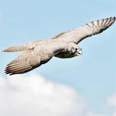 Which animal is the fastest on the planet?