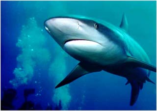 Which does shark use to locate smell?