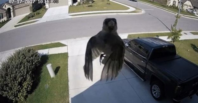 Which magic helped this bird float without flapping its wings?