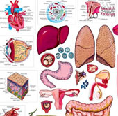 Which part of the human body is 'useless'?