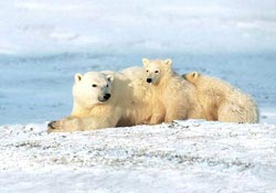 White bear becomes a cannibal