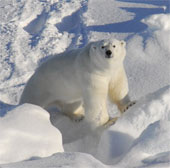 White bears are less likely to develop cardiovascular disease than humans