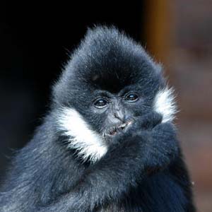 White cheeked gibbon is rare and released to the forest