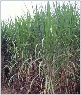 White cotton aphids damage sugarcane