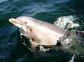 White dolphin appears at Do Son beach