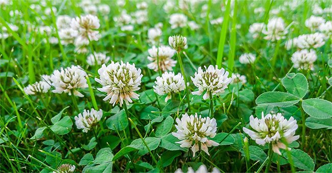 White flower clover - Wild plant or evolutionary mystery?