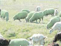 White lambs change color ... green