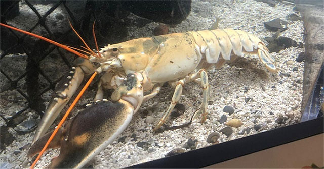 White lobster million new children have one
