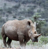 White rhinoceros is at high risk of extinction