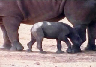 White rhinoceros was born at a park in Israel