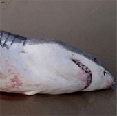 White shark choked because of the sea lion