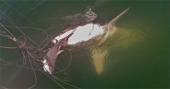 White shark eat cannibalism in front of the bow