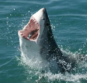 White sharks are rock fans