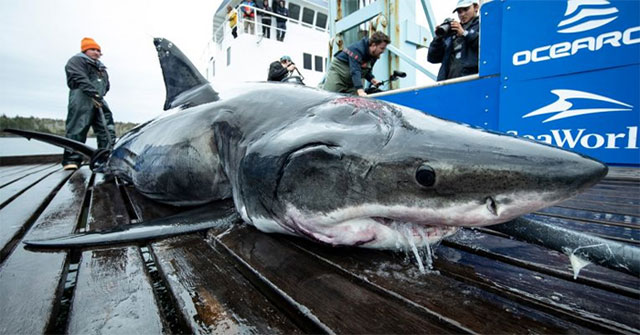 White sharks have their heads torn
