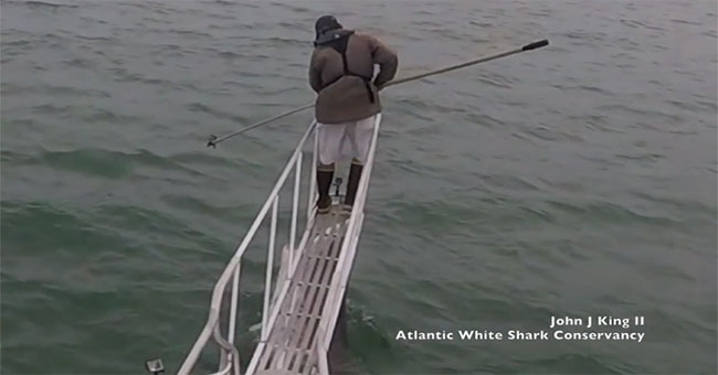 White sharks jumped out of the water, trying to snatch the researcher standing on the boat