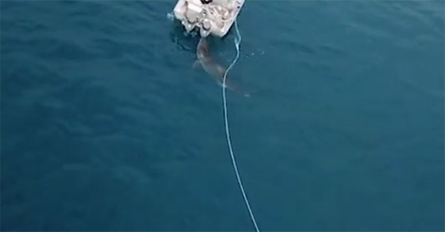 White sharks pull fish boats of two fishermen