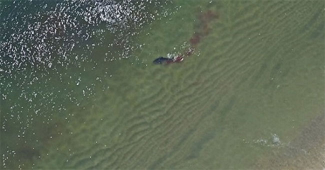 White sharks tore up seals, dyed red seawater
