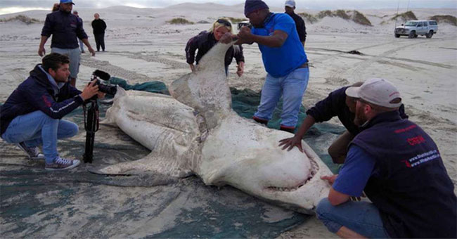 White sharks were chased to death, the culprit this time was not human