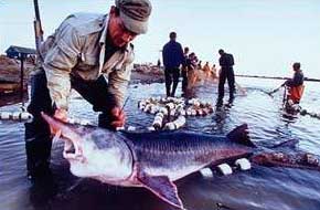 White sturgeon Huso huso