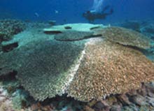 'White syndrome' threatens coral reefs
