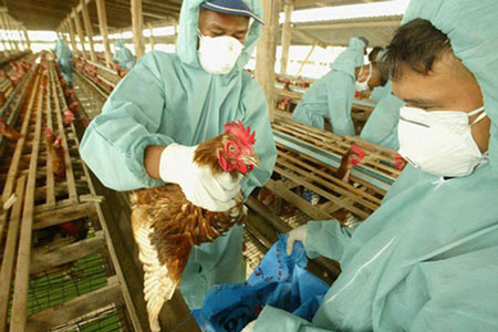 WHO announces the study of variant H5N1 avian influenza virus